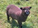 Teddy pet lamb