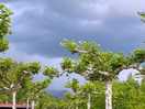 Thunderclouds overhead
