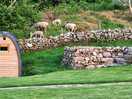 Sheep in the field near the cabins on site.