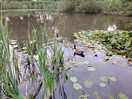 On site lake