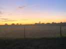 Field in sunset