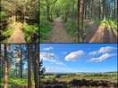 Woodland walk