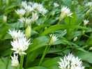 Wild garlic in woods