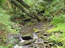 Woodland walk