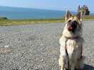 My dog during the day
