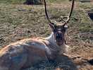 Lovely reindeer