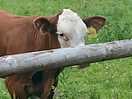 Very intrigued baby cows