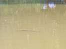Carp in water