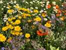 Local romsey abbey wildflower garden