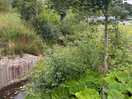 Babbling brook running through the site