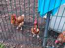 Chickens