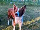 The friendly farm dog who loves to play throw the stick.