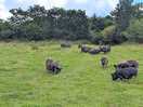 Free roaming pigs