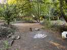 One of the woodland sites
