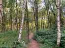 Direct access to woodlands from site.
