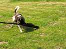 Riverside dog walks