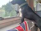Dog friendly