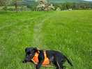 Walk