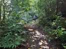 Peaceful woodlands