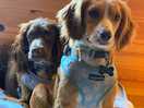 Dogs loved the stay.
