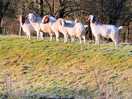Billy goats