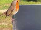 Roodborstje/ robin