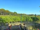 Vineyards