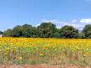 Campo di girasoli all'ingresso