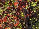 The beautiful maple tree