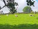 Field