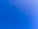 Red kite