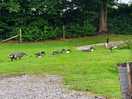 Wildlife
