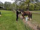 Cute horses