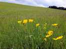 Beautiful meadow