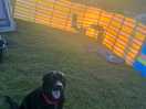 Our dog and the sunset