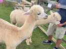 The alpaca feeding was very informative and interesting.