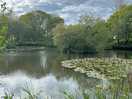 The other pond full of lily pads