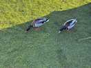 Some of the ducks