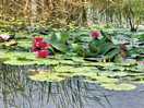 Lily pond