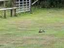 Baby bunny