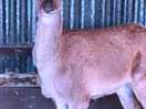 Beautiful deer on the farm