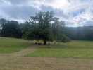 Oak tree with hammocks