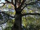 Beautiful tree in camp
