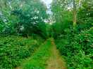 Forested area
