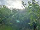 View of the trees from pitch