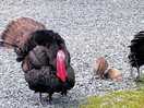 Turkey roaming free on site