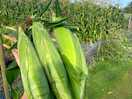 Fresh corn