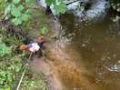 Even the dog love a little dip