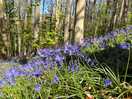 Woodland walk