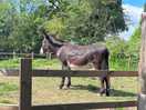 Sadie the donkey